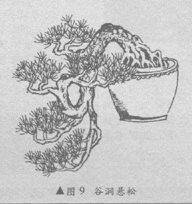 悬崖盆景怎么造型的10个方法 图片