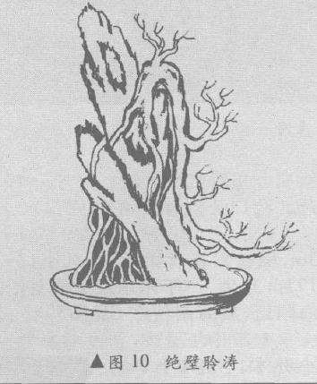 悬崖盆景怎么造型的10个方法 图片