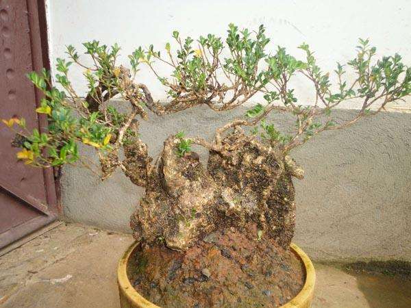 落山黄杨下山桩如何提高成活率的2个方法