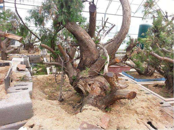 怎样种活山采柏树下山桩