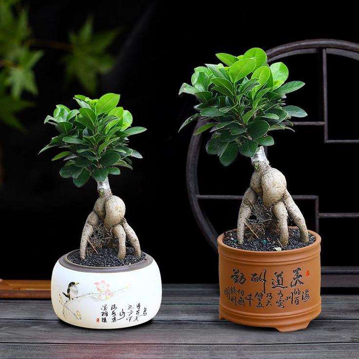 如何养护榕树盆景的4个方法