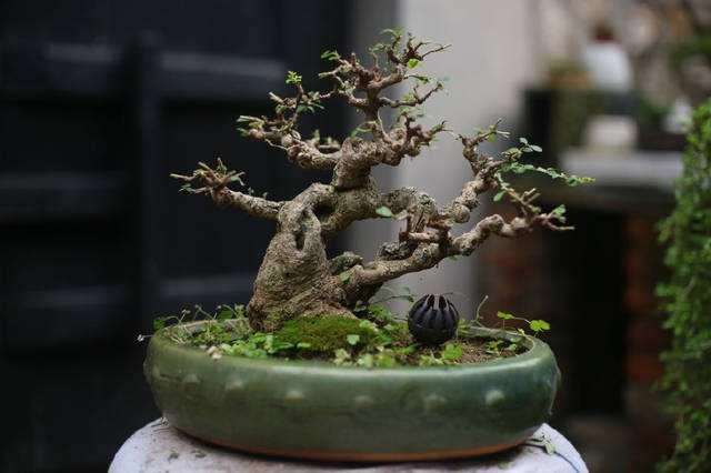 为什么女贞叶片也是很小且颜色暗淡