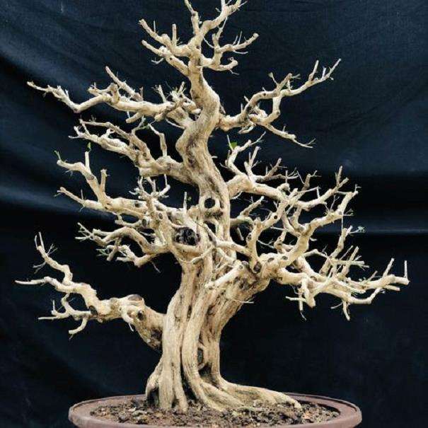 为什么千里香盆景新根不长毛