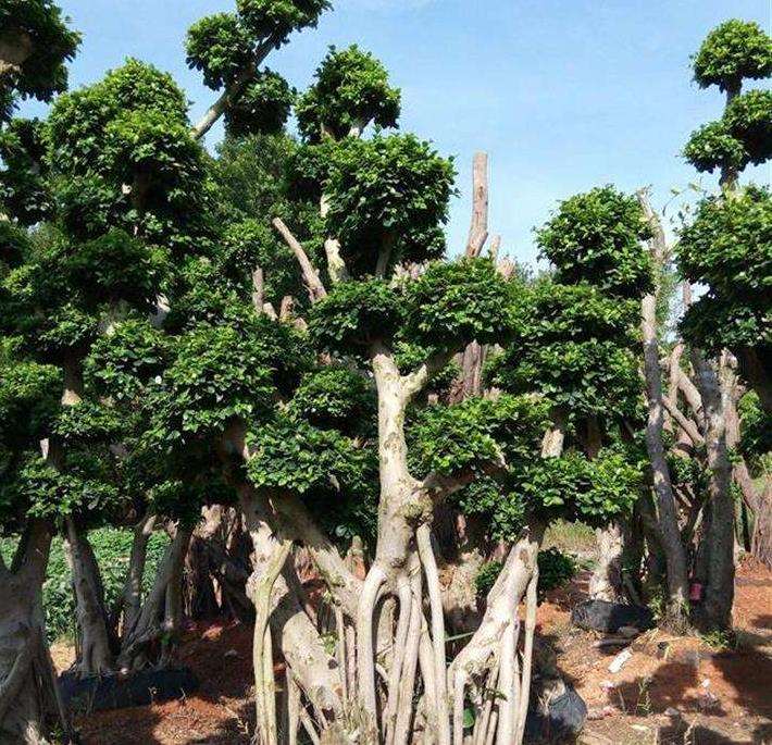 夏季怎么促进榕树下山桩长出气根的3个方法