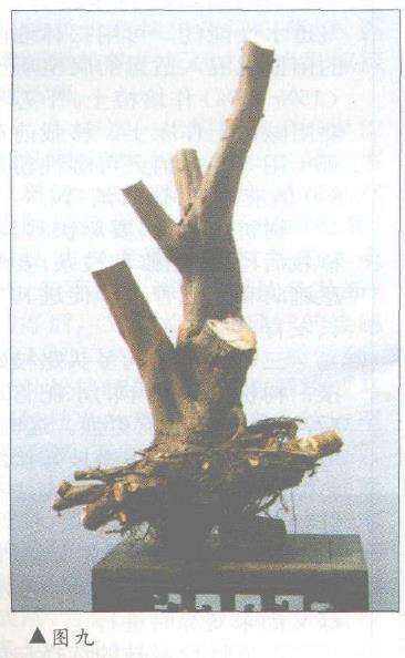 盆景怎样因材造型设计的方法 图片