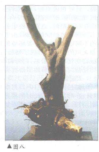 盆景怎样因材造型设计的方法 图片