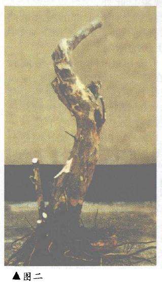 盆景怎样因材造型设计的方法 图片