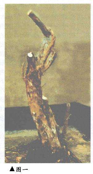 盆景怎样因材造型设计的方法 图片