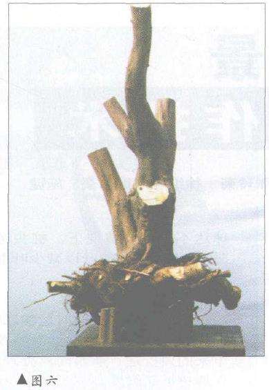 盆景怎样因材造型设计的方法 图片