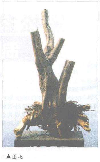 盆景怎样因材造型设计的方法 图片