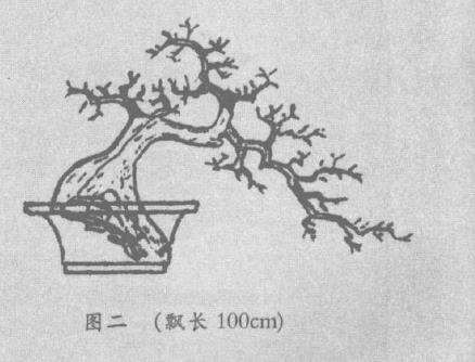 盆景造型怎么设计应因材施艺的3个原则