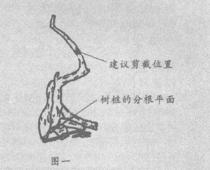 盆景造型怎么设计应因材施艺的3个原则