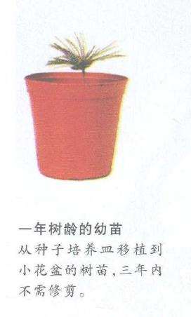 图解 怎么以播种法培植五针松盆景的3个步骤