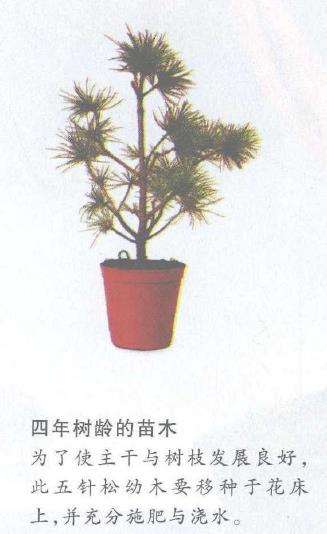 图解 怎么以播种法培植五针松盆景的3个步骤