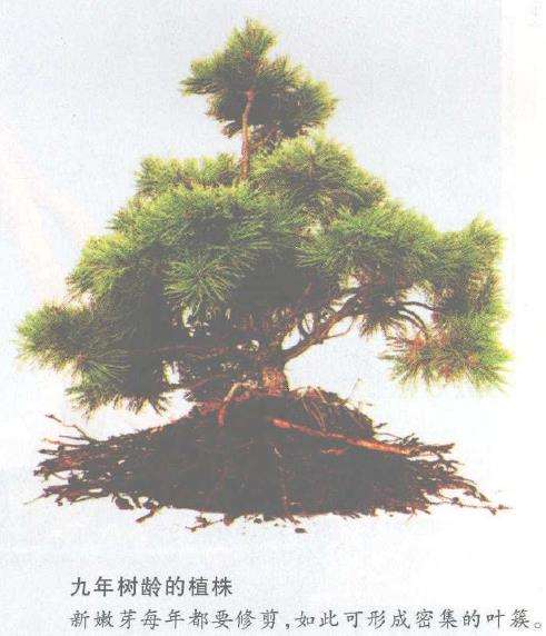 图解 怎么以播种法培植五针松盆景的3个步骤