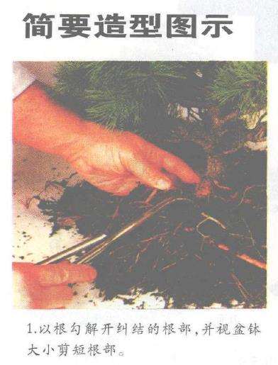 图解 怎么以播种法培植五针松盆景的3个步骤