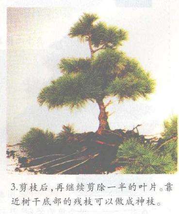 图解 怎么以播种法培植五针松盆景的3个步骤