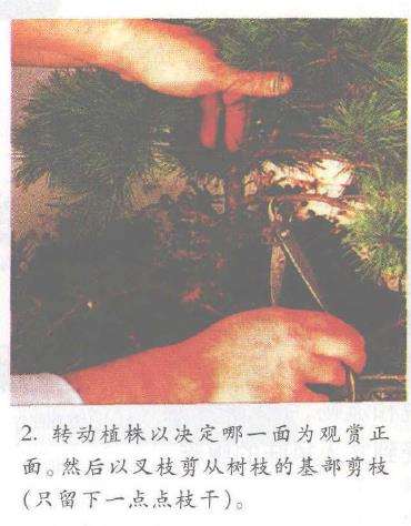 图解 怎么以播种法培植五针松盆景的3个步骤