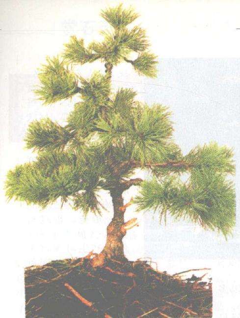 图解 怎么以播种法培植五针松盆景的3个步骤