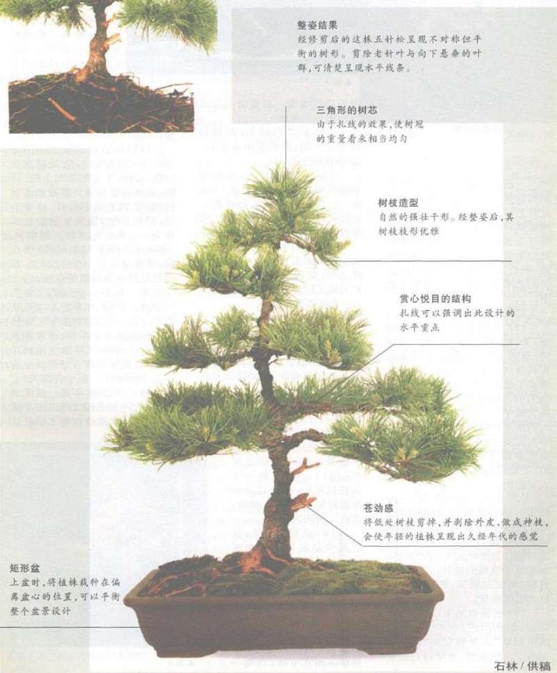 图解 怎么以播种法培植五针松盆景的3个步骤