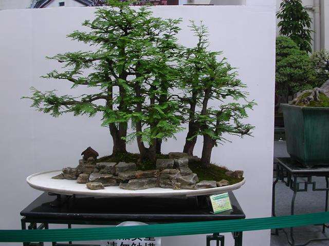 文农盆景给全国盆景同好的公开信