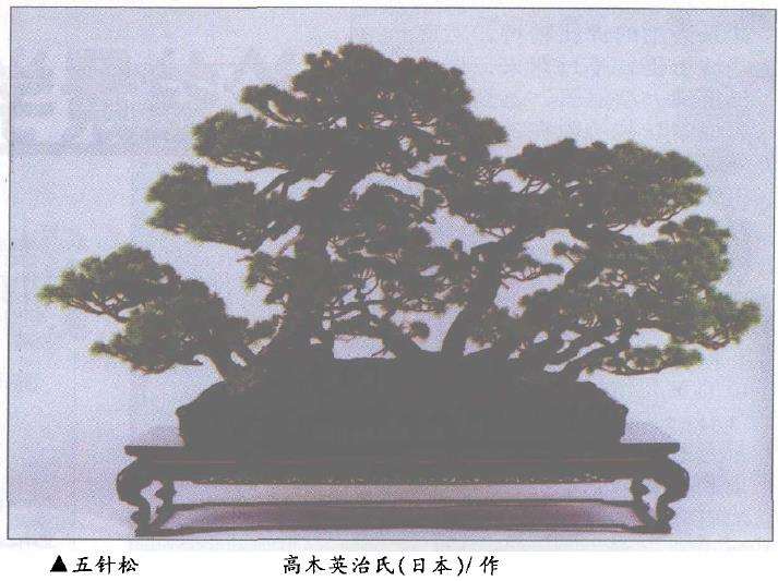 向外国盆栽学习 汲其精华