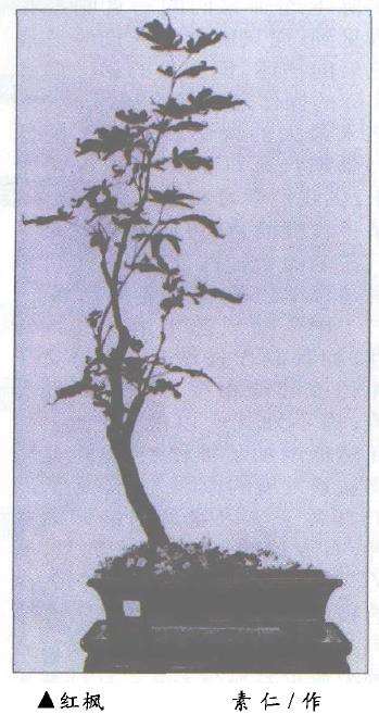 怎么学习传统盆景 提高技能