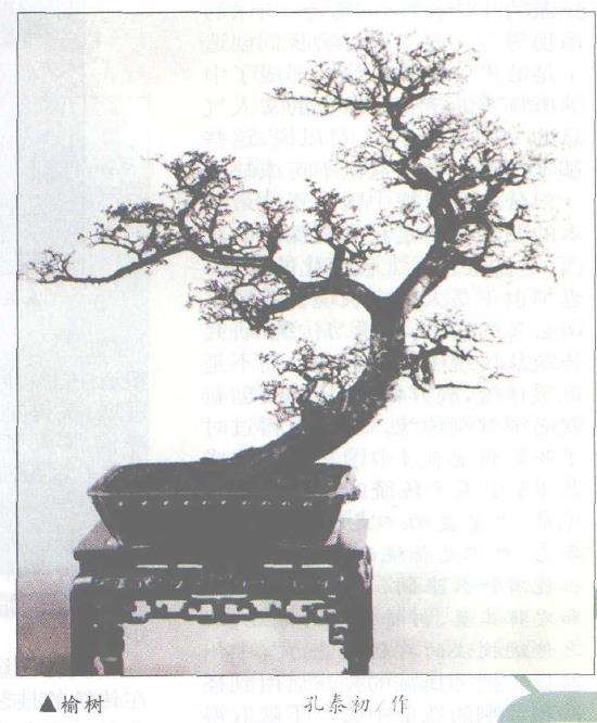 怎么学习传统盆景 提高技能