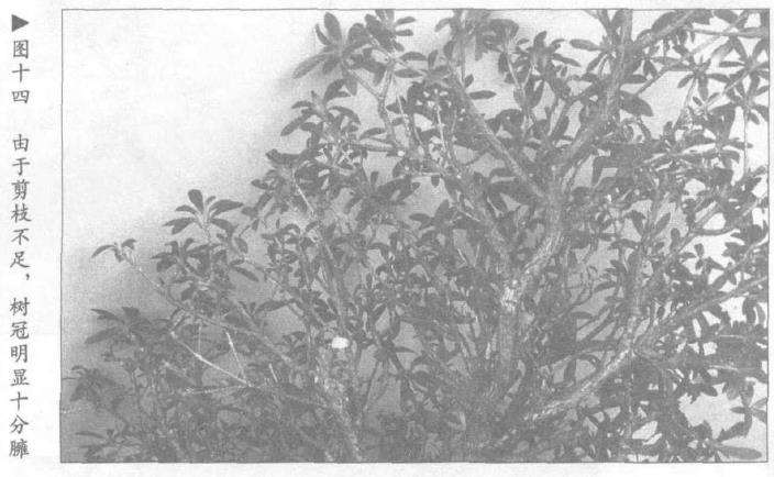 图解 露根式金采文人树盆景怎么造型 (下)