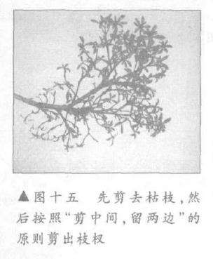 图解 露根式金采文人树盆景怎么造型 (下)