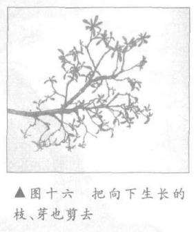 图解 露根式金采文人树盆景怎么造型 (下)