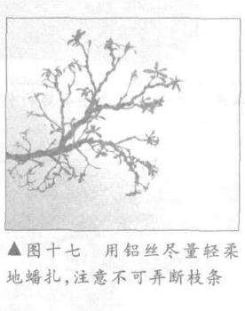 图解 露根式金采文人树盆景怎么造型 (下)