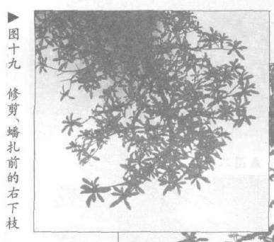 图解 露根式金采文人树盆景怎么造型 (下)