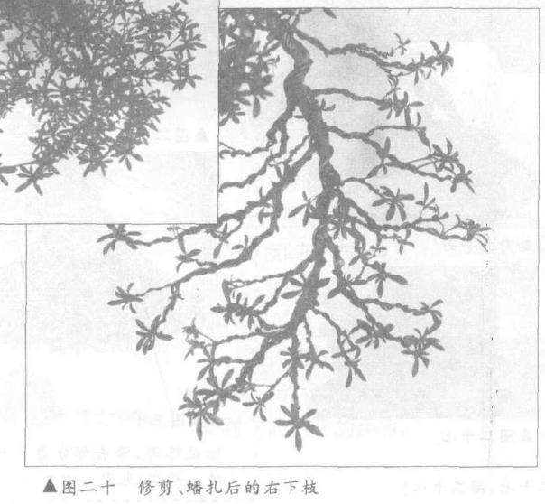 图解 露根式金采文人树盆景怎么造型 (下)