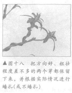 图解 露根式金采文人树盆景怎么造型 (下)