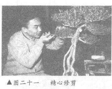 图解 露根式金采文人树盆景怎么造型 (下)