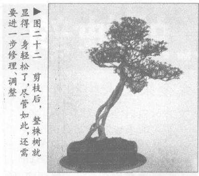 图解 露根式金采文人树盆景怎么造型 (下)