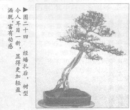图解 露根式金采文人树盆景怎么造型 (下)
