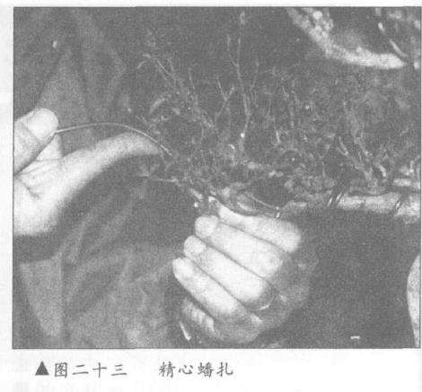 图解 露根式金采文人树盆景怎么造型 (下)