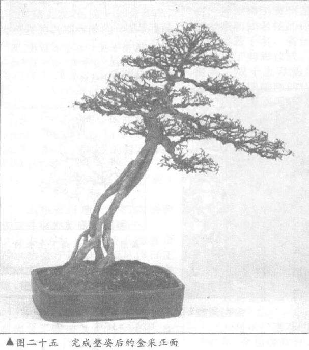 图解 露根式金采文人树盆景怎么造型 (下)