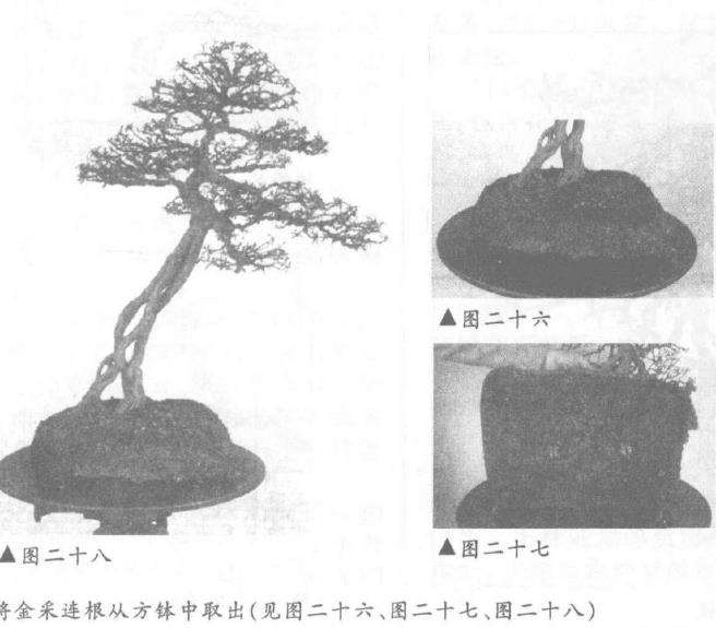 图解 露根式金采文人树盆景怎么造型 (下)