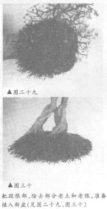 图解 露根式金采文人树盆景怎么造型 (下)