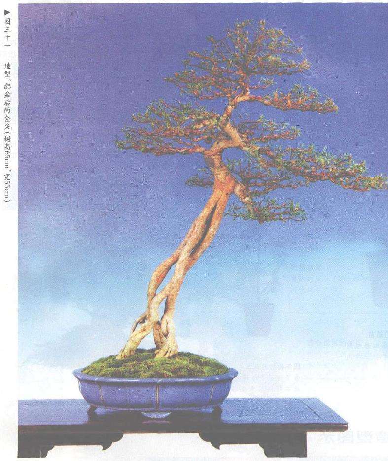 图解 露根式金采文人树盆景怎么造型 (下)