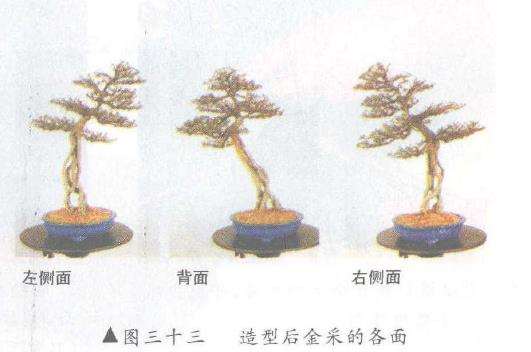 图解 露根式金采文人树盆景怎么造型 (下)