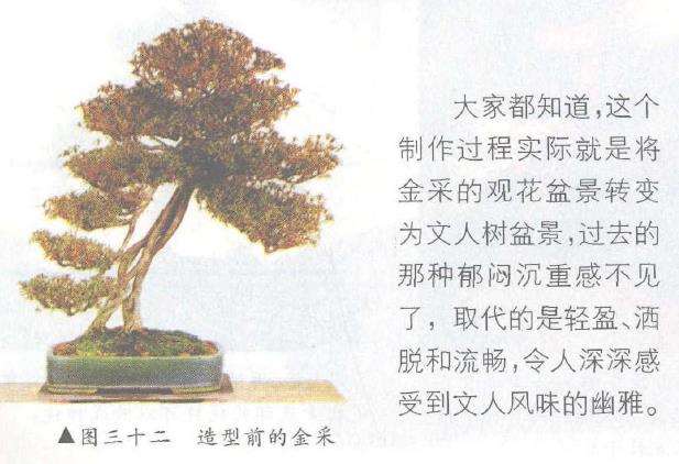 图解 露根式金采文人树盆景怎么造型 (下)