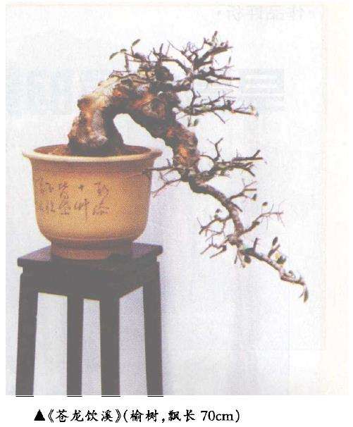 赏胡平春先生的盆景作品 图片