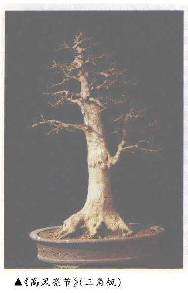 赏胡平春先生的盆景作品 图片