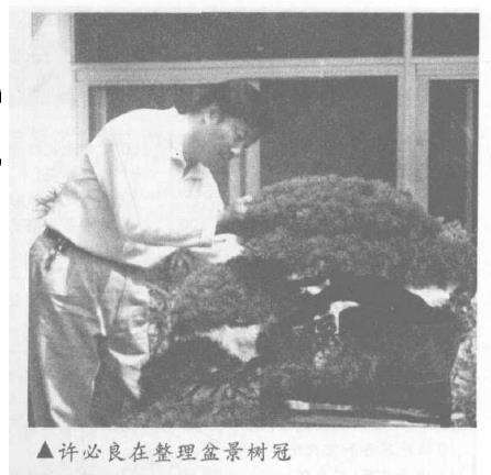 扬州古城历来有许多盆景玩家