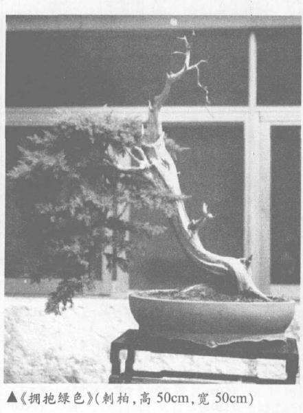 扬州古城历来有许多盆景玩家