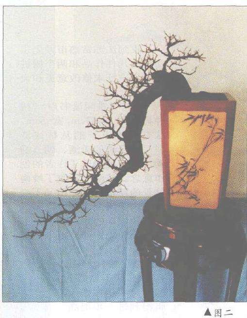 榆树桩景《游龙探海》怎么设计制作的方法